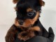 Magnifique chiots Yorkshire terrier 