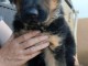 Chiots berger allemand disponible 