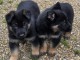 Je donne chiot berger allemand 