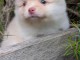 Chiots spitz allemand disponible 