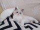 Chatons Ragdoll disponible 