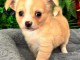 Adorable chiot chihuahua femelle a donner 