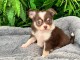 Adorable chiot chihuahua femelle 