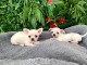 Chiots chihuahua m&acirc;le 
