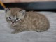 Chatons Bengal disponible pour adoption 