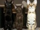 Chatons Savannah pour compagnie 