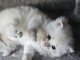 Chatons sib&eacute;rien disponible 
