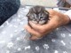 Dons chaton sib&eacute;rien disponible 
