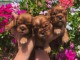 Chiot cavalier king Charles &agrave; votre disposition 