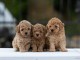Caniche Toy &ndash; chiots &agrave; vendre