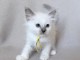 Adorable chaton sacr&eacute; de Birmanie pour adoption 