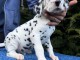 Adorable chiot dalmatien pour adoption 