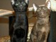 Adorable chaton Savannah disponible 