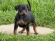 Je donne chiot puncher nain disponible 