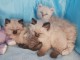 Adorable chaton sib&eacute;rien disponible 