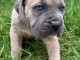 Magnifique chiots cane corso disponible 