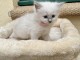 Chaton Ragdoll m&acirc;le et femelle 