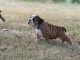 Adorable chiot bouledogue anglais &agrave; partir 