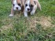 Chiot bouledogue anglais m&acirc;le et femelle 