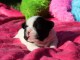 Chiot bouledogue fran&ccedil;ais m&acirc;le a adopter 