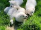 Magnifique chiots berger blanc suisse 