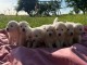 Adorable chiot berger blanc suisse 