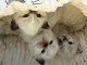 Je donne chaton Ragdoll disponible 