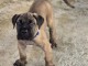 Je donne chiot cane corso disponible 
