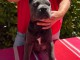Je donne chiot cane corso 