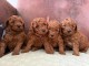 Je donne chiot caniche disponible 