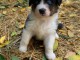 Je donne chiot berger australien m&acirc;le 