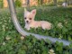 Je donne chiot chihuahua femelle 