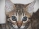 Chatons Bengal magnifique 
