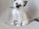 Je donne chaton sacr&eacute; de Birmanie 