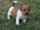 Je donne chiot jack Russel disponible femelle 