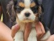 Chiots cavalier king charles m&acirc;le 