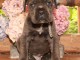 Dons chiots cane corso disponible 