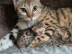 Dons chaton Bengal disponible 