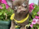 Lilac & chocolate boys chihuahua