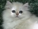 Chatons British Shorthair et Longhair adopter urgent 