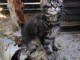 Magnifique chaton Maine coon disponible 