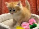 Chatons sib&eacute;rien pour adoption 
