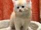 Adorable chaton sib&eacute;rien disponible 