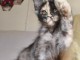 Magnifique chaton Maine coon disponible 