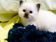 Je donne mon chatons sacr&eacute; de Birmanie 