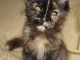 Magnifique chaton Maine coon pour adoption 