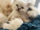 Je donne mon chaton sacr&eacute; de Birmanie 