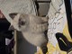 Chatons British Shorthair et Longhair &agrave; donner 