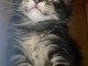 Je donne chaton Maine coon disponible 