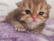 Chatons British Shorthair et Longhair &agrave; donner 